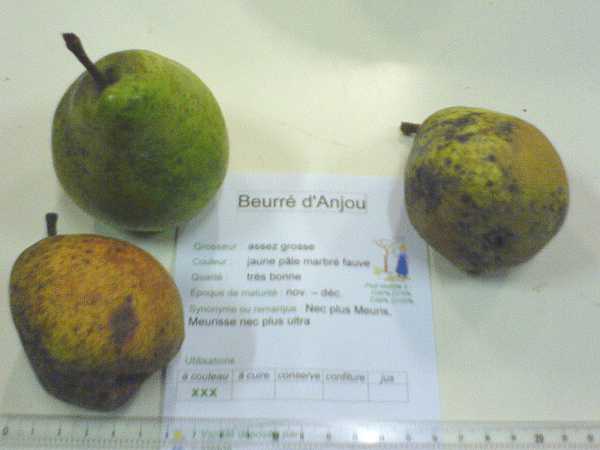 beurre_d_anjou_monthureux06.jpg