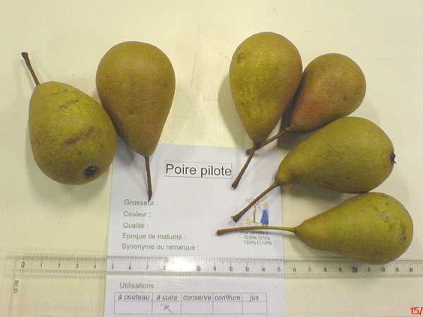 poire_pilote_monthureux06.jpg