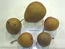 poire_de_fer_monthureux06