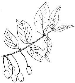 rameaux goumi