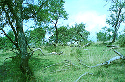 arbre couché